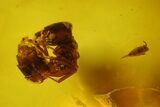 Detailed Fossil Ants, a Fly and a Springtail In Baltic Amber #150713-3